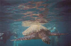 turtle2.jpg (23604 bytes)